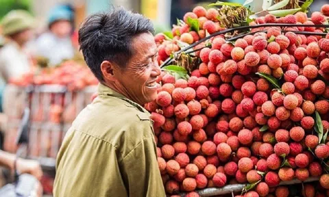 Chủ động tìm đầu ra cho mùa vải bội thu ở Bắc Giang