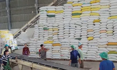 Xuất khẩu gạo đang rất “sáng”, năm nay có thể đạt trên 7,5 triệu tấn