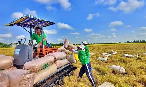 Ổn định giá lúa, tận dụng giá gạo xuất khẩu trước cung cầu thị trường