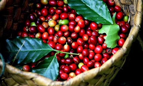 Sau một động thái từ Việt Nam, giá cà phê Robusta lập tức vọt lên cao nhất mọi thời đại