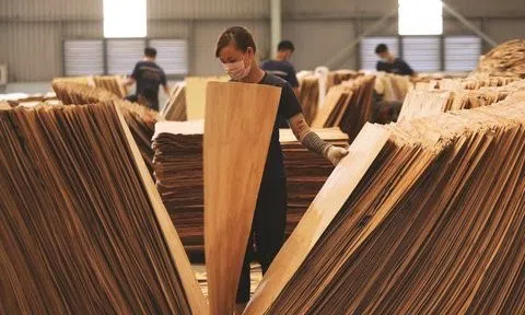 Hàng trăm doanh nghiệp gỗ dán đứng trước nguy cơ phải đóng cửa