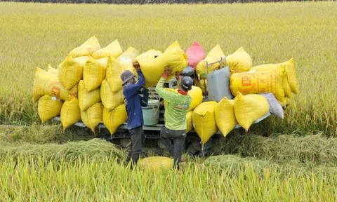 Xuất khẩu gạo năm 2024: Dù khó khăn nhưng vẫn hướng tới kim ngạch 5 tỷ USD